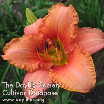 Daylily Drums along the Mohawk